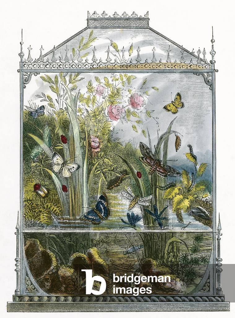 The Butterfly Vivarium