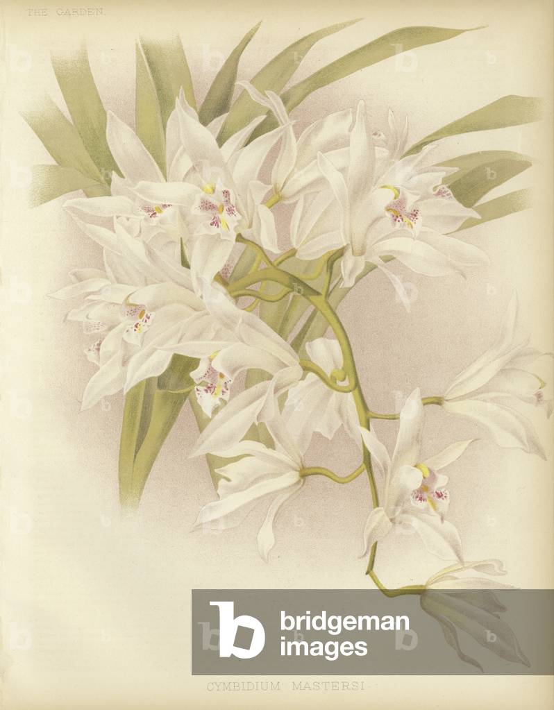 Master's Cymbidium (colour litho)