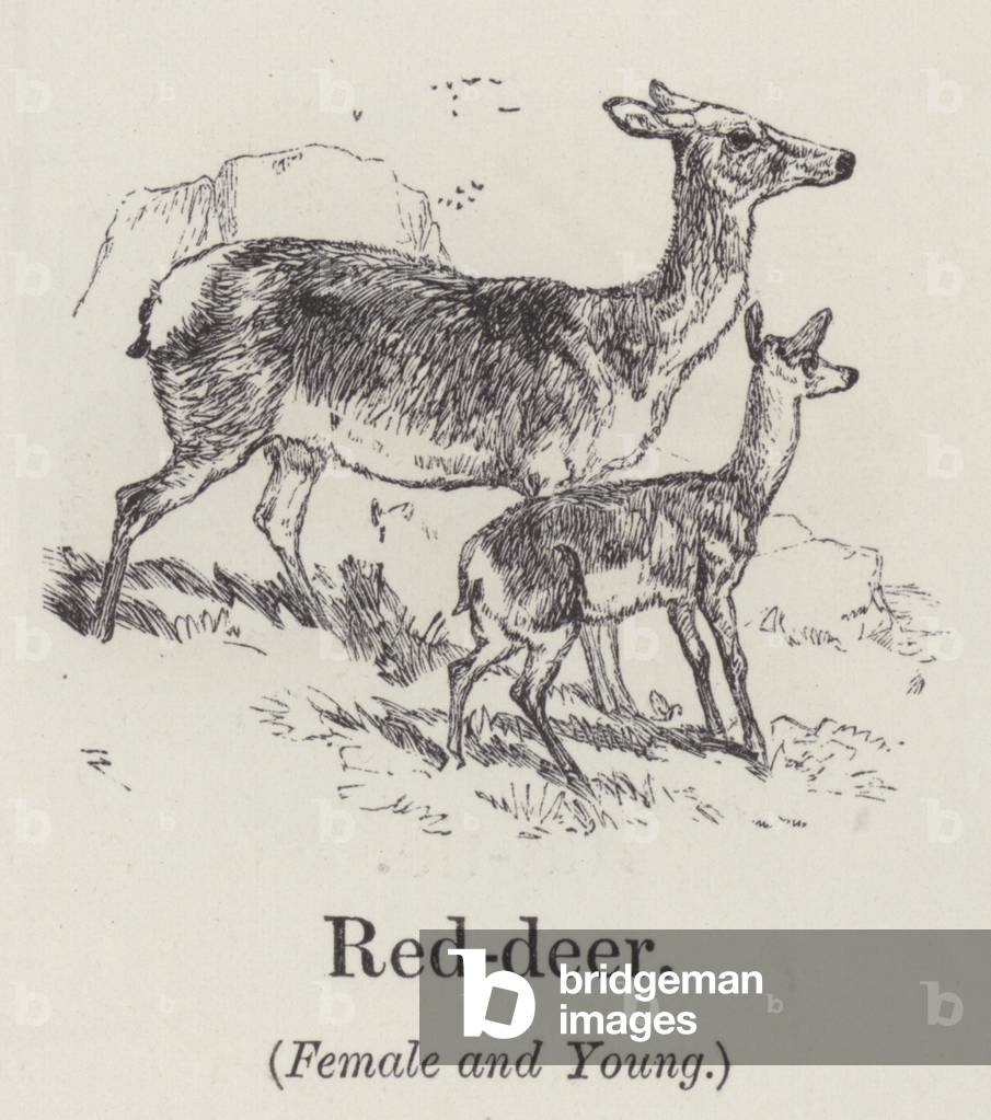 Red deer (Female and Young) (engraving)