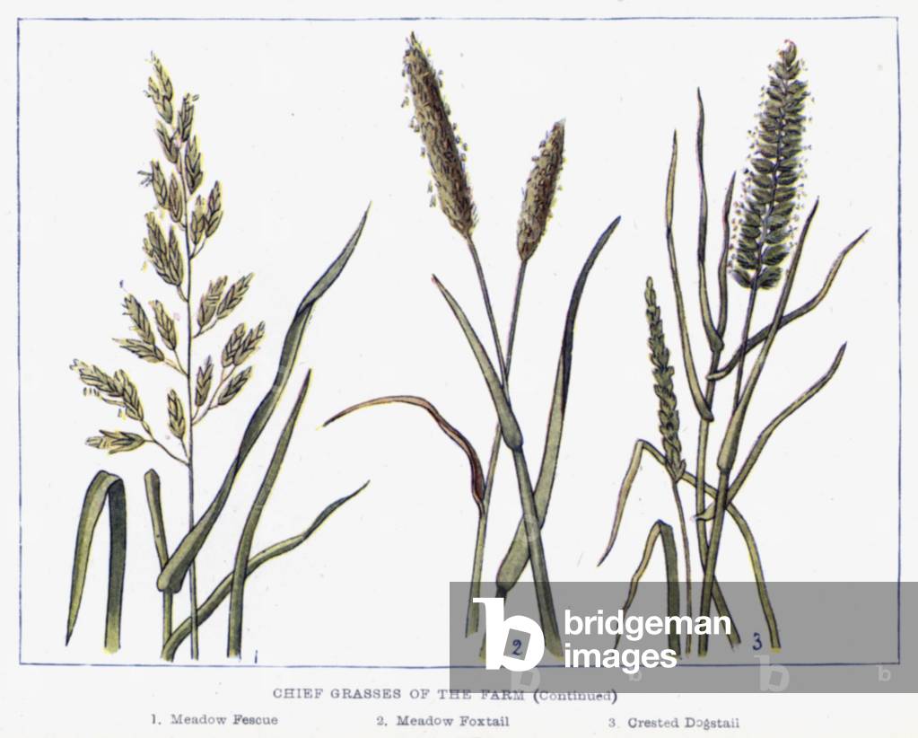 Chief Grasses of the Farm (colour litho)