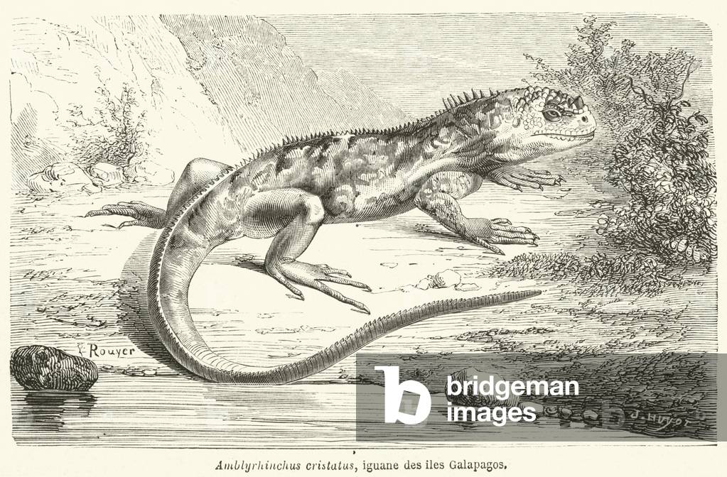 Amblyrhinchus cristatus, iguane des iles Galapagos (engraving)