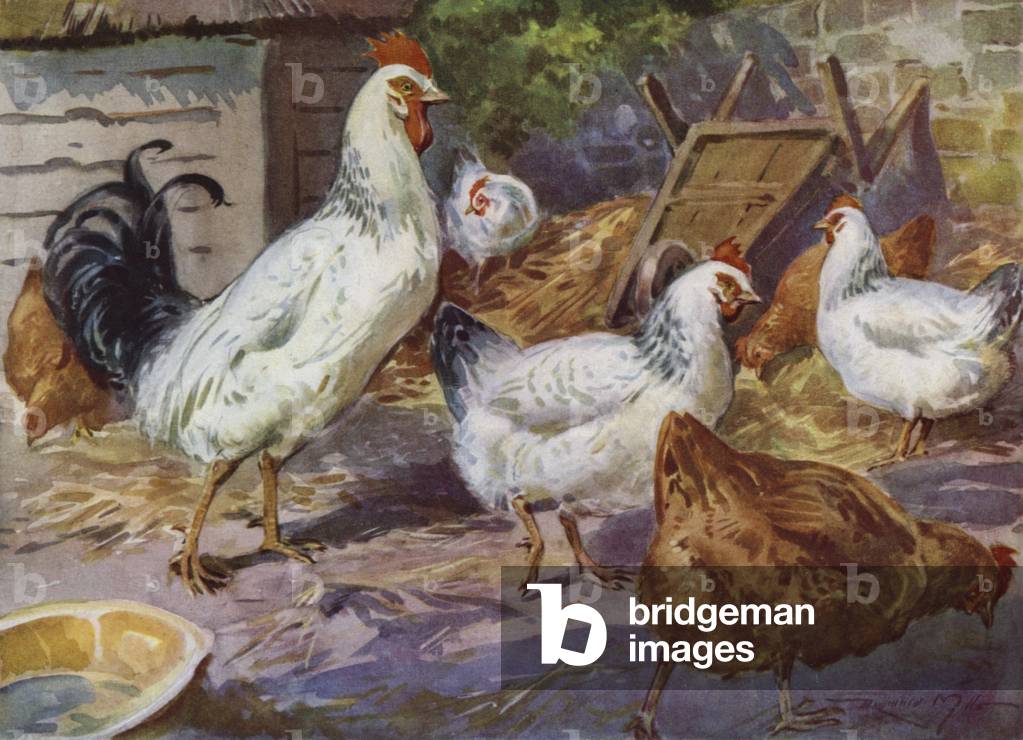 Illustration for My Farm (colour litho)