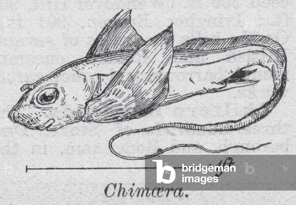 Chimaera (litho)