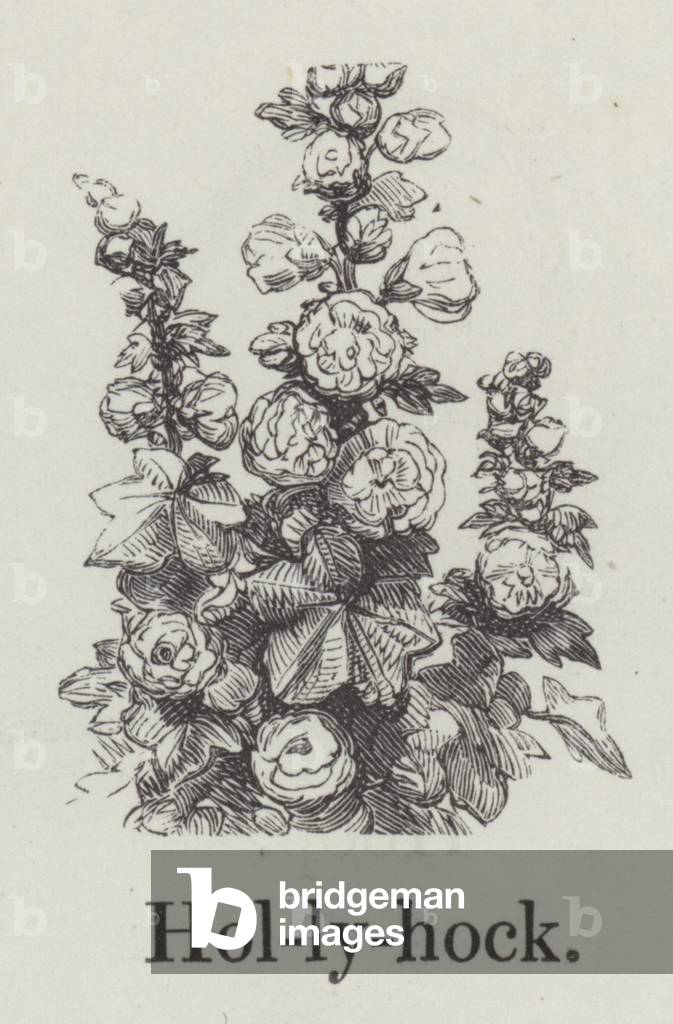 Hollyhock (engraving)