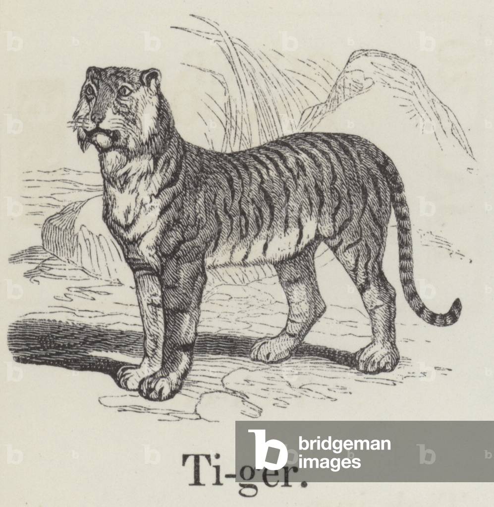 Tiger (engraving)