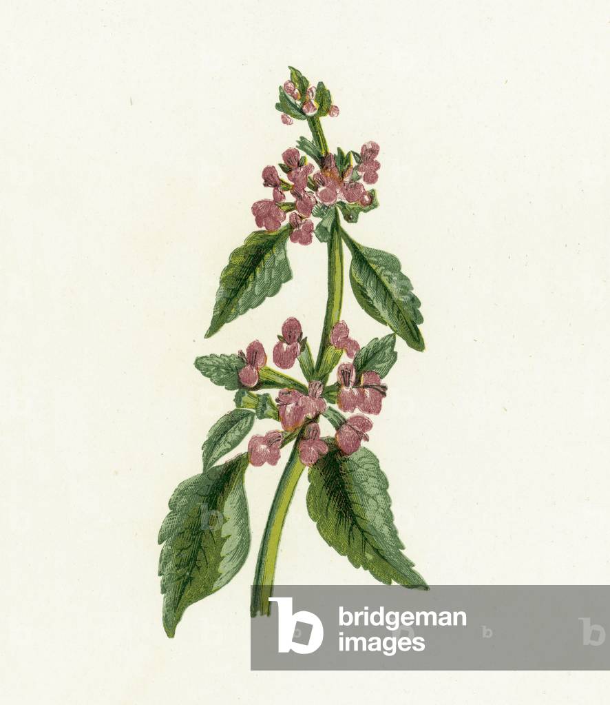 Black Horehound, Ballota Nigra (colour litho)