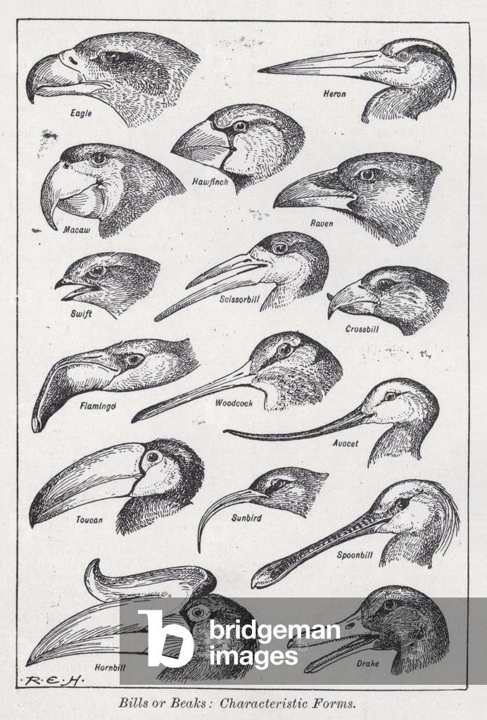 Bills or beaks, characteristic forms (litho)