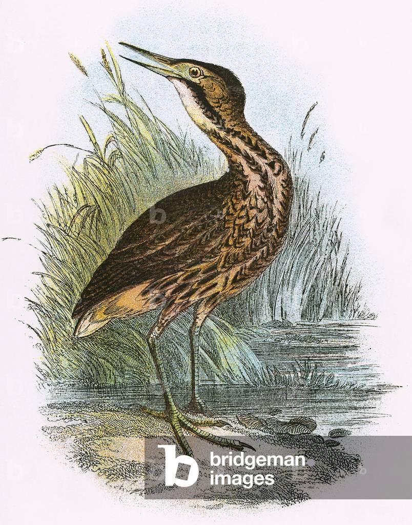 Common Bittern