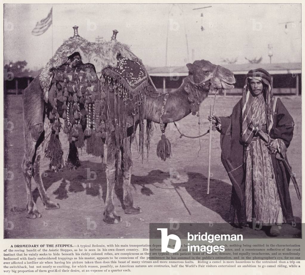 Chicago World's Fair, 1893: A Dromedary of the Steppes (b/w photo)