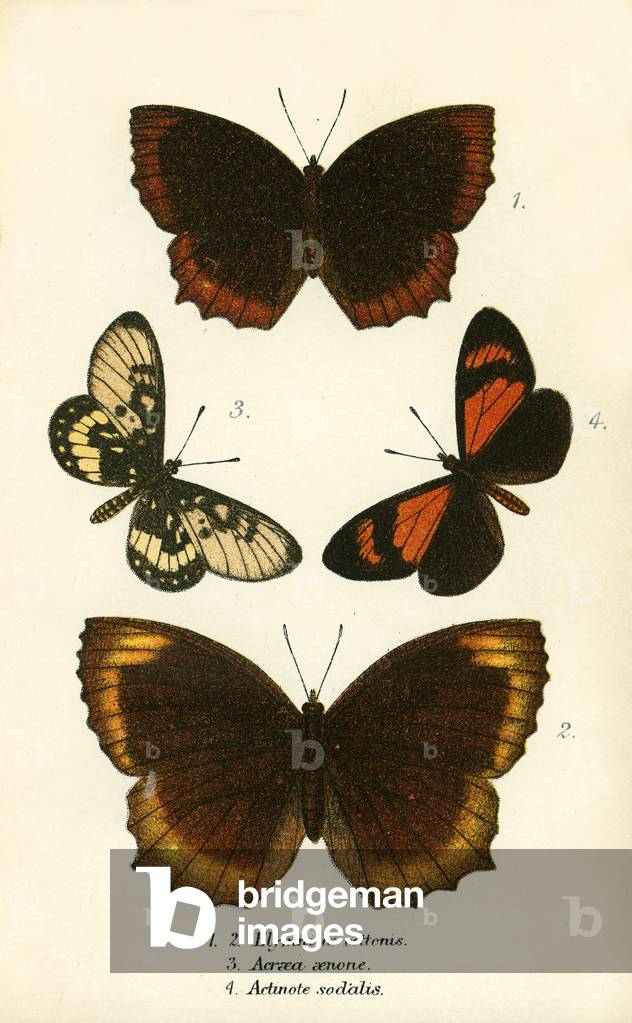 Butterflies