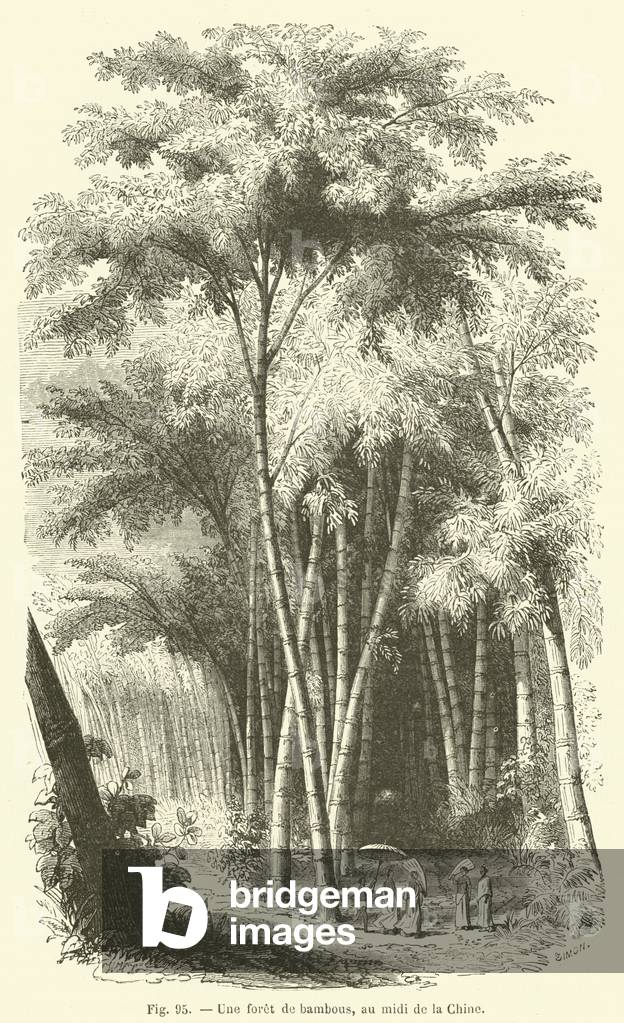 Une foret de bambous, au midi de la Chine (engraving)