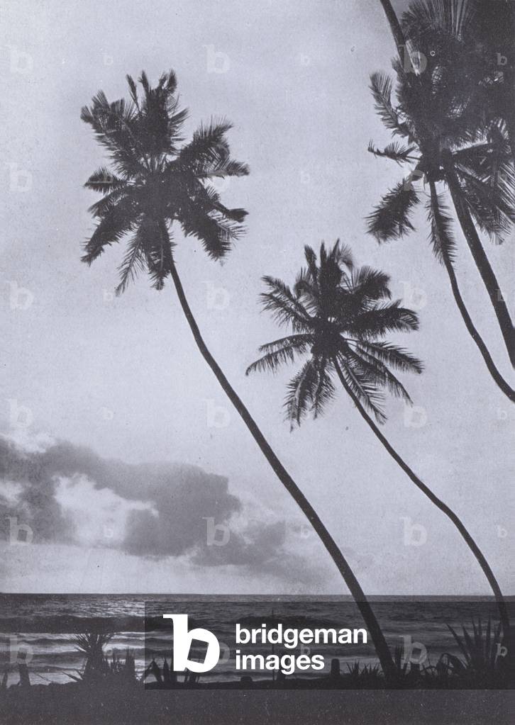 The Palm-Fringed Shore at Sunset (b/w photo)