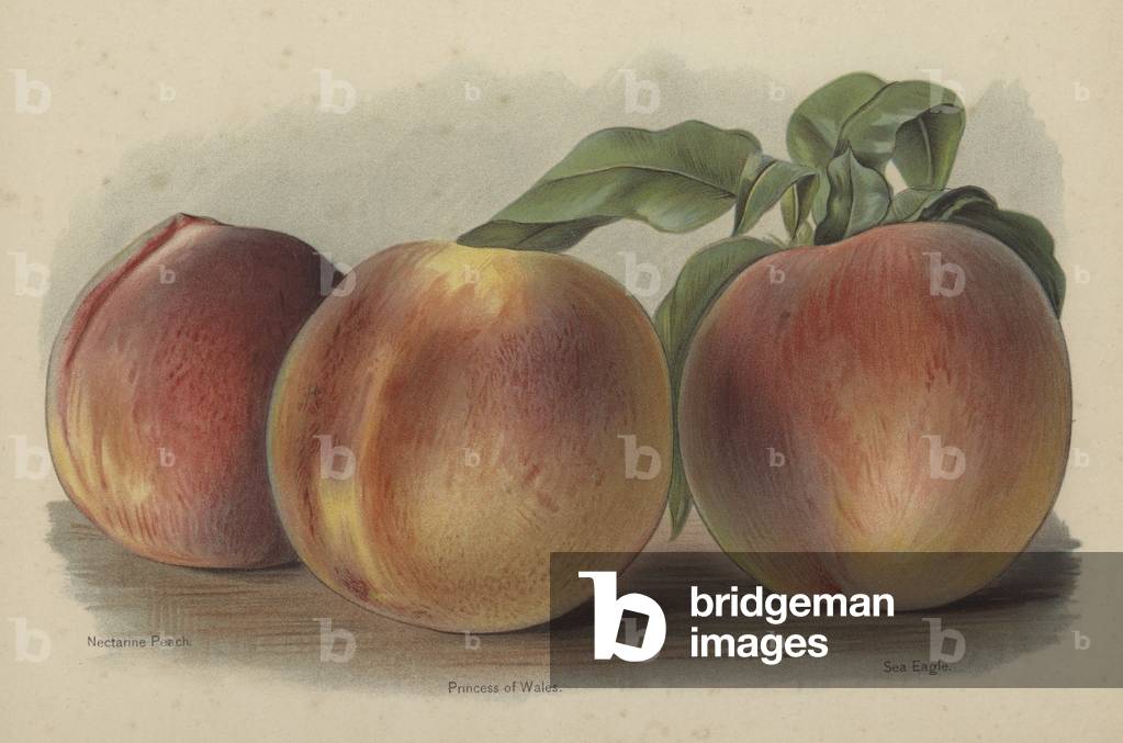 Nectarine Peach, Princess of Wales, Sea Eagle (chromolitho)