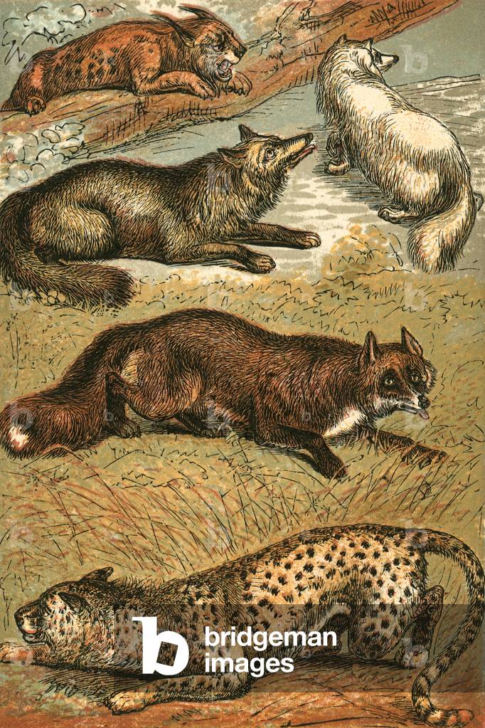 Lynx, Cross Fox, Arctic Fox, Common Fox and Cheetah