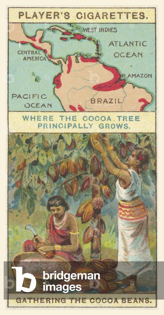 Cocoa Beans (chromolitho)
