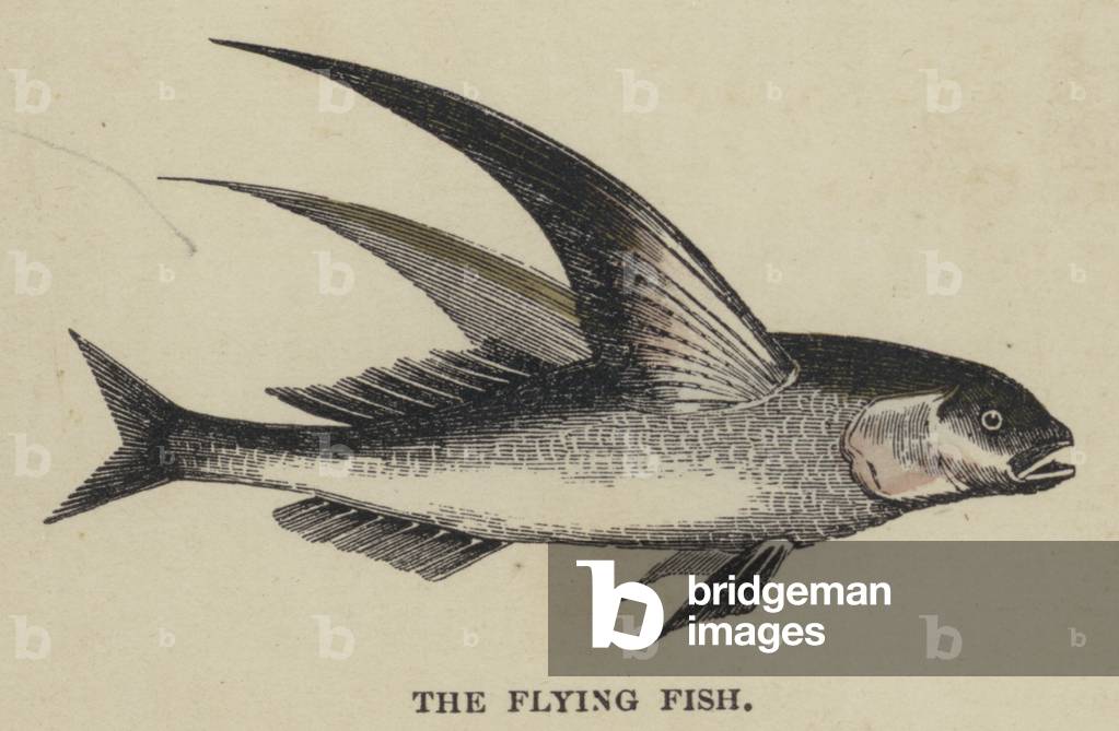 The Flying Fish (coloured engraving)