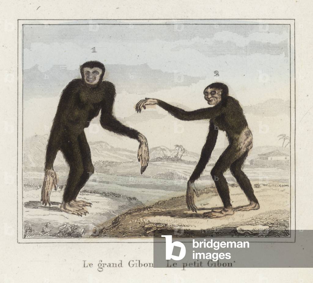 Gibbons (coloured engraving)