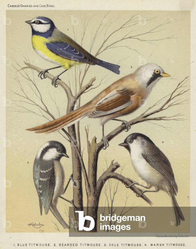 Blue Titmouse, Bearded Titmouse, Cole Titmouse, Marsh Titmouse (colour litho)