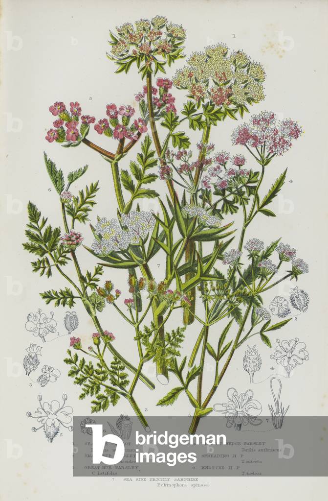 The Flowering Plants of Great Britain, c.1880 (litho)