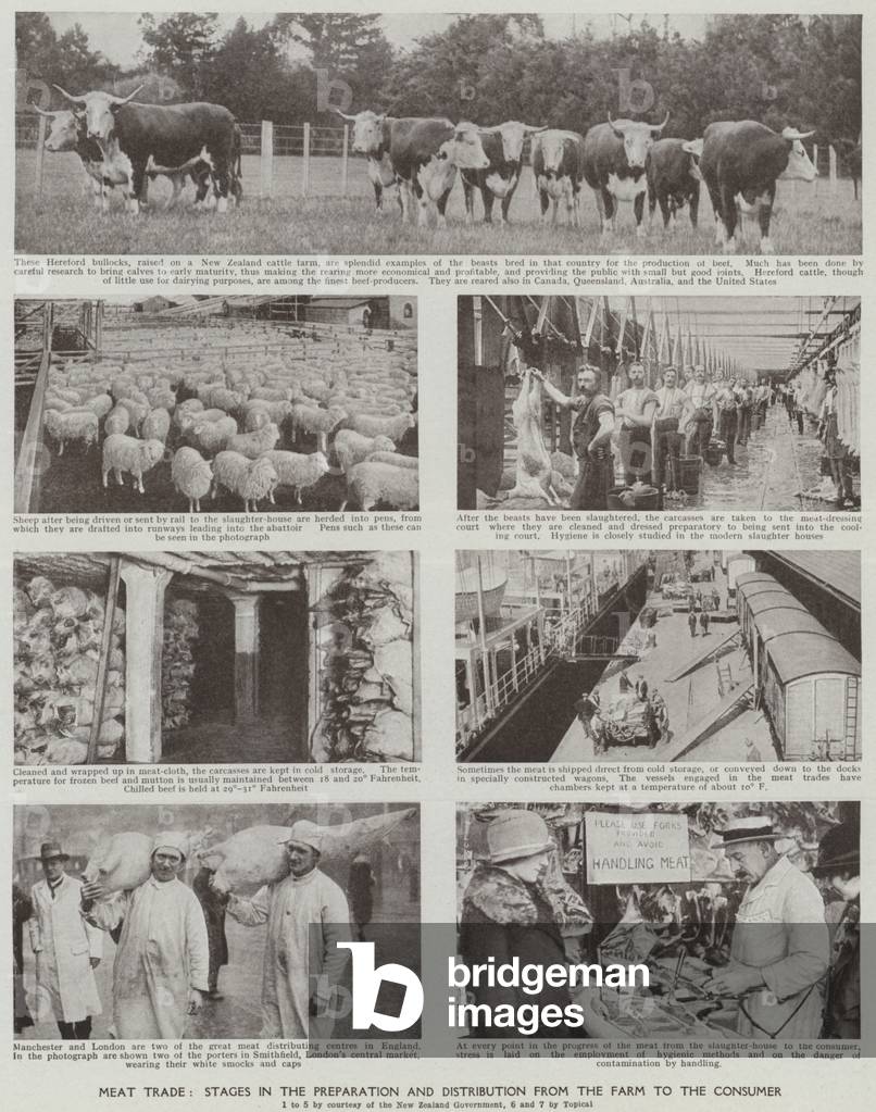 Meat trade, Stages in the preparation and distribution from the farm to the consumer (b/w photo)