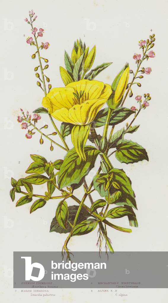 Flowering Plants of Great Britain: Evening Primrose, Marsh Isnardia, Enchanter's Nightshade, Alpine Enchanter's Nightshade (colour litho)