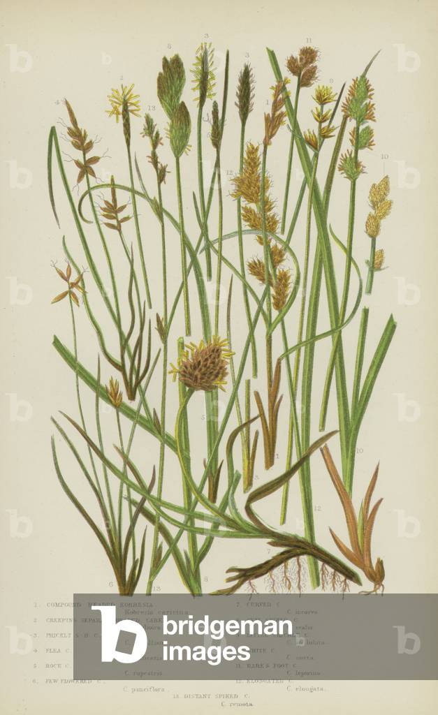 Compound Headed Kobresia, Creeping Separate-Headed Carex, Prickly Separate-Headed Carex  (colour litho)
