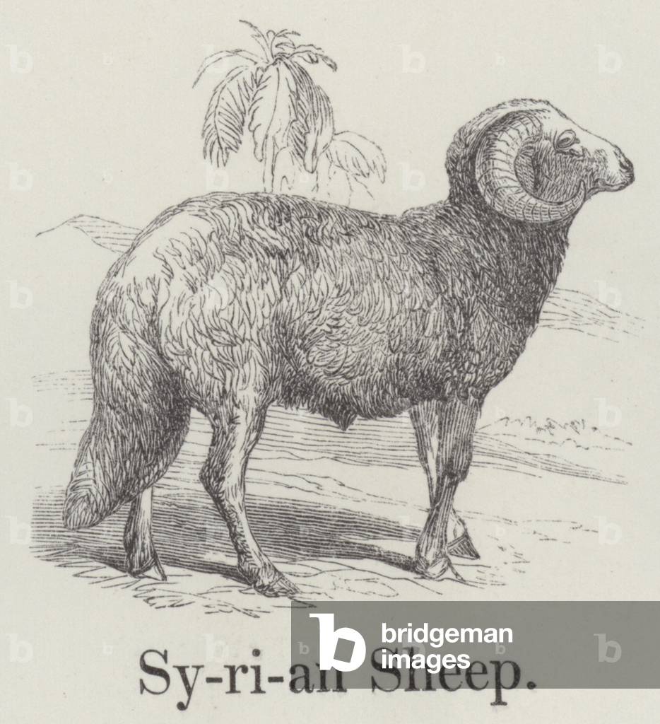 Syrian Sheep (engraving)