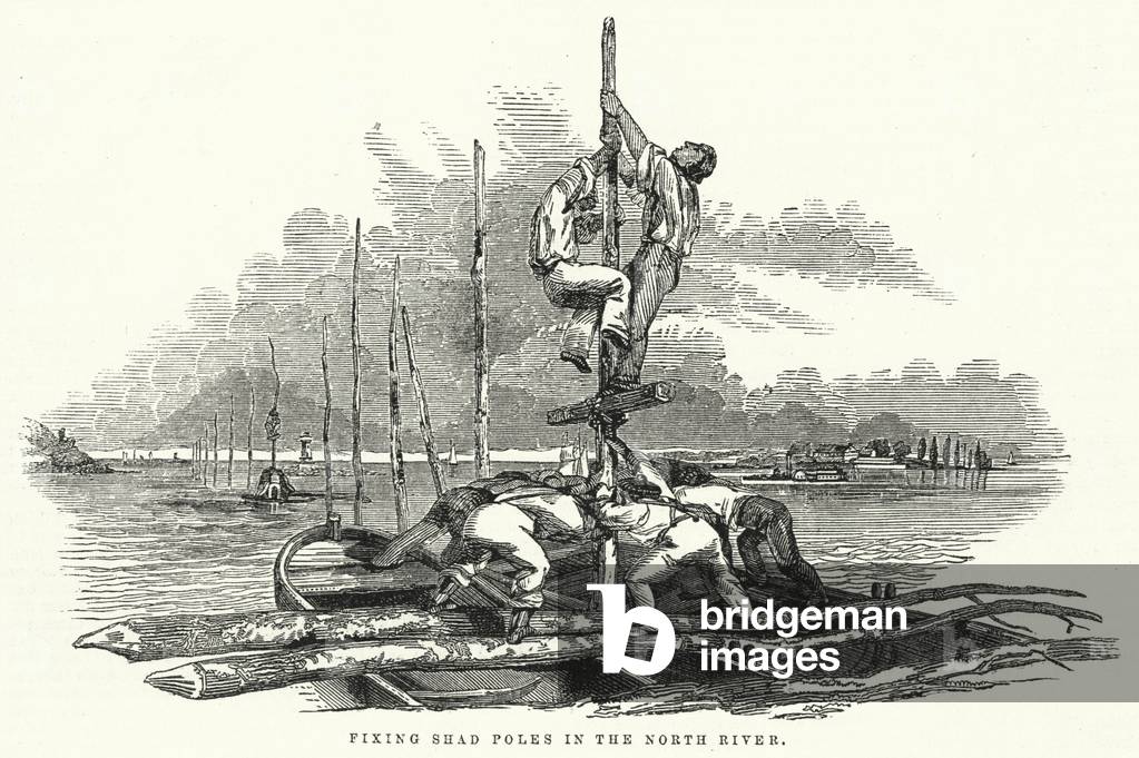 Fixing Shad Poles in the North River (engraving)