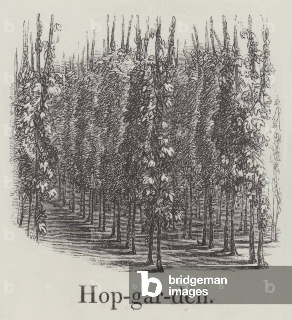 Hop garden (engraving)