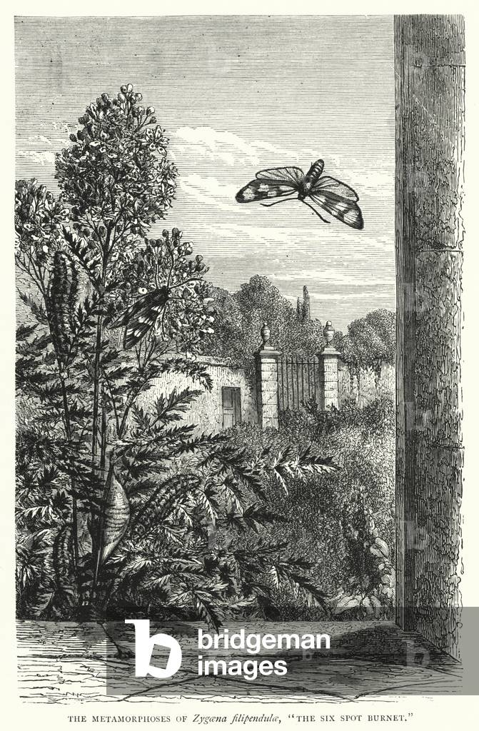 The Metamorphoses of Zygaena filipendulae, 