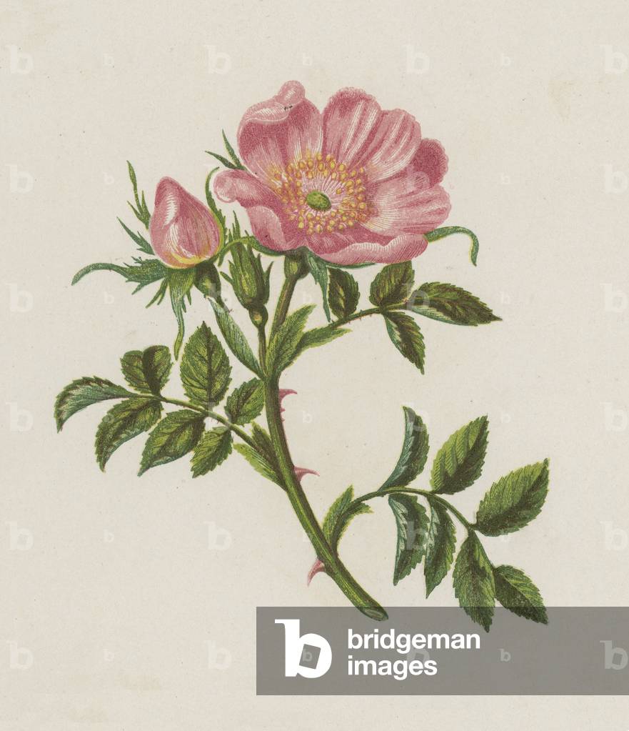 Dog Rose, Rosa Canina (colour litho)