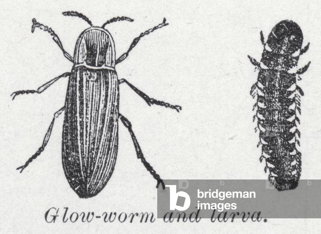 Glow-worm and larva (litho)