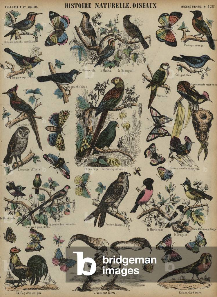 Wild birds (coloured engraving)