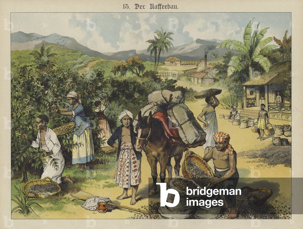 Coffee plantation (colour litho)