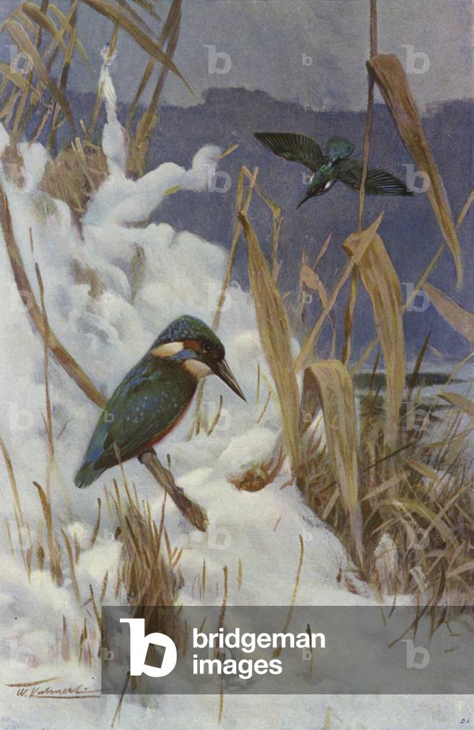 Kingfisher (colour litho)