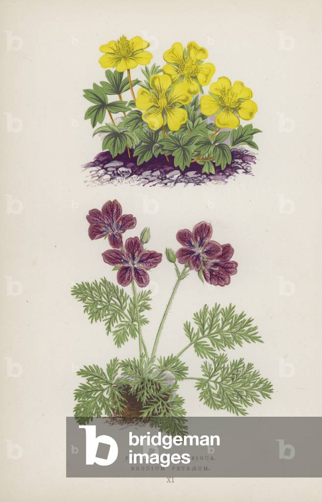 Potentilla Ambigua; Erodium Petraeum (colour litho)