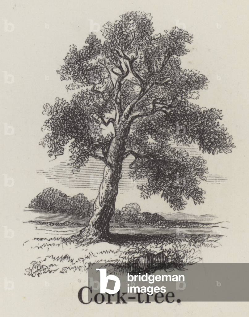 Cork tree (engraving)