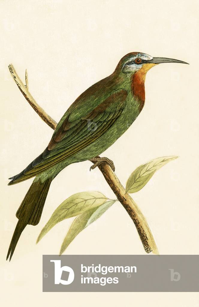 Blue Cheeked Bee Eater, illustration from 'A History of the Birds of Europe Not Observed in the British Isles' by Charles Robert Bree (1811-86), published 1867 (colour litho)