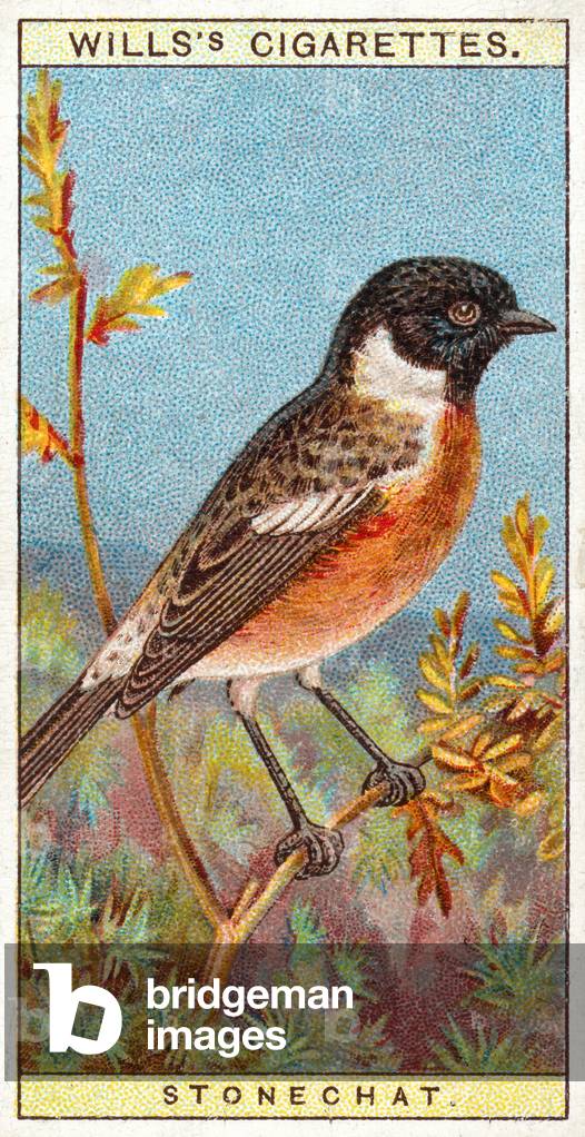 Stonechat (chromolitho)