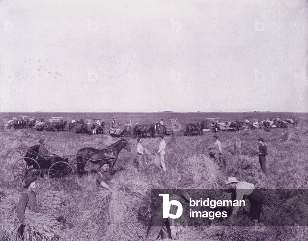 A harvest-field in Dakota (b/w photo)