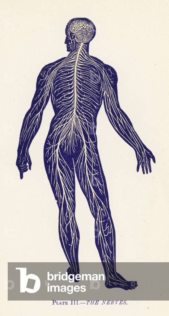 The Nerves (colour litho)