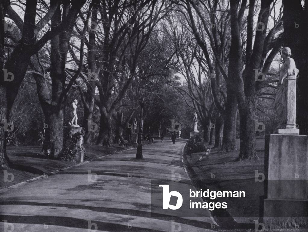 Melbourne: Fitzroy Gardens in Winter, showing Poplar Avenue and Statuary (b/w photo)