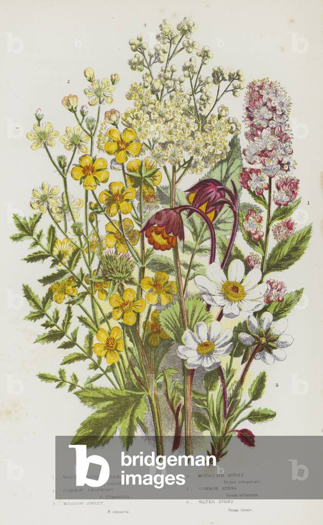 Flowering Plants of Great Britain: Willow Leaved Spiraea, Common Dropwort, Meadow Sweet, Mountain Avens, Common Avens, Water Avens (colour litho)
