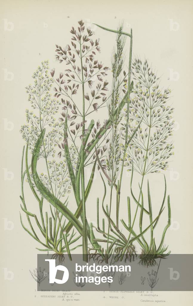Marsh Bent Grass, Spreading Silky Bent Grass, Dense-Flowered Silky Bent Grass, Whorl Grass (colour litho)