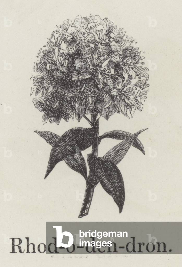 Rhododendron (engraving)