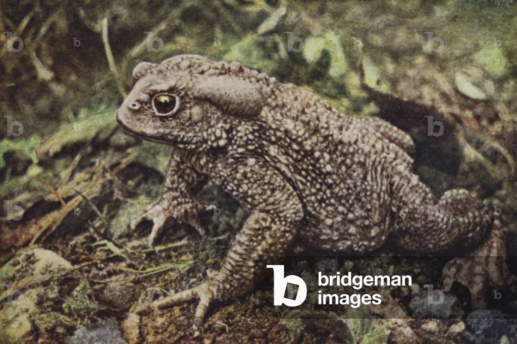 Common Toad, Bufo Vulgaris (coloured photo)