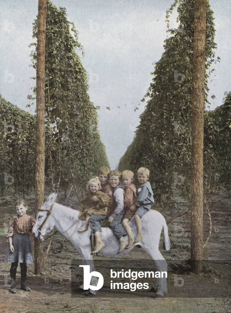 Oregon: Hops in Willamette Valley (photo)