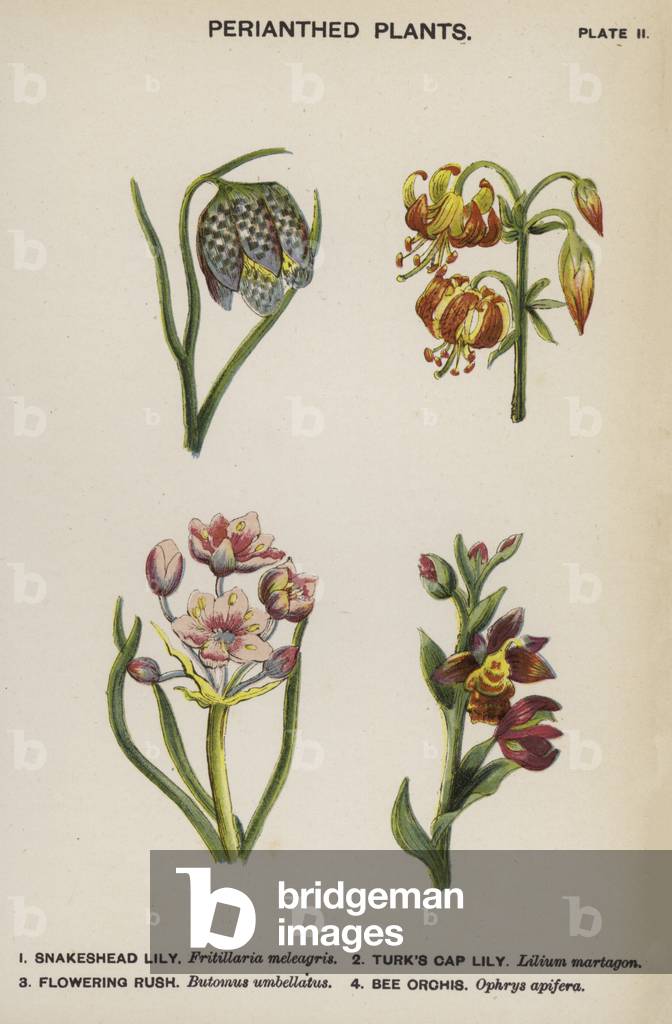 Perianthed Plants (colour litho)
