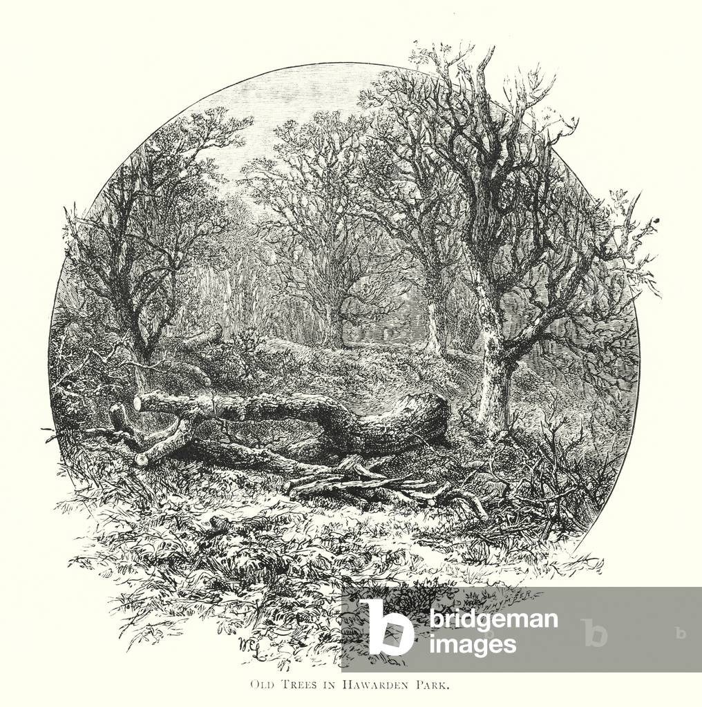Old Trees in Hawarden Park (engraving)