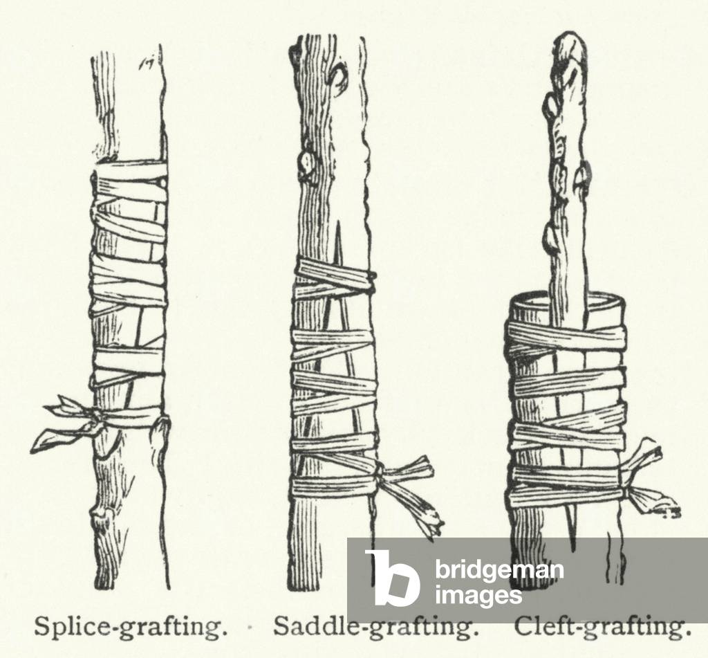 Grafting (engraving)